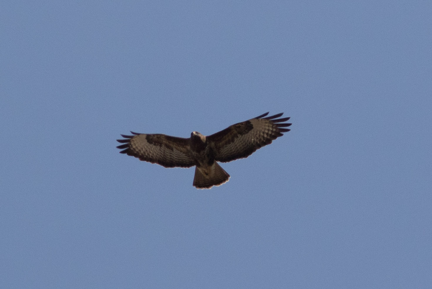 Buizerd