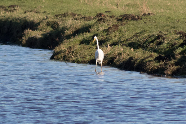 Grote zilverreiger