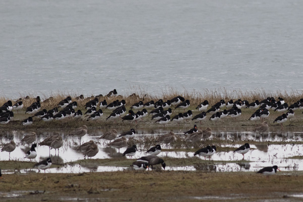 Rustende vogels