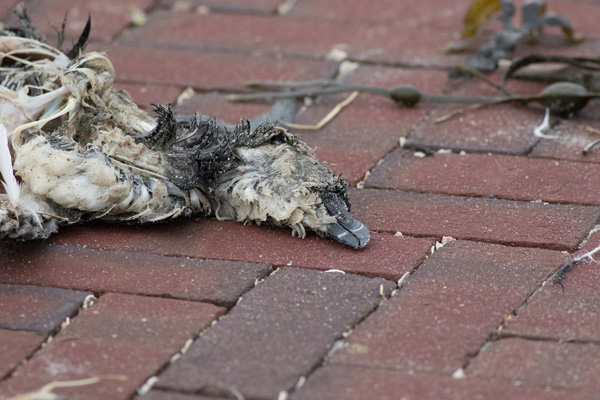 Dode Alk op de kade bij de haven