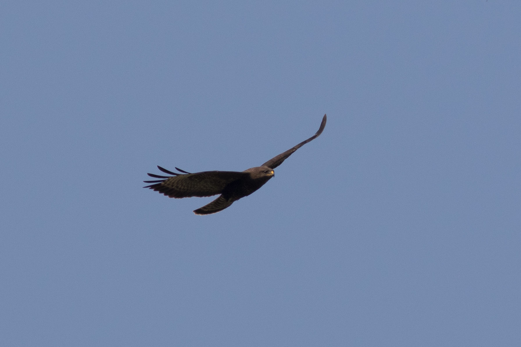 Buizerd