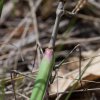 Empusa pennata